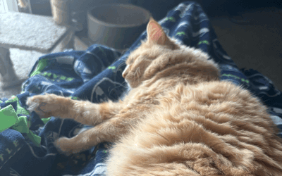 The Thursday Dispatch - 21 August 2025